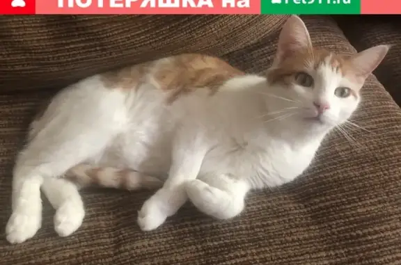 Пропала рыжая кошка с полосатым хвостом в Москве.
