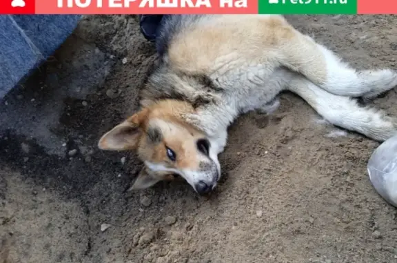 Собака с голубыми глазами найдена в Щёлково