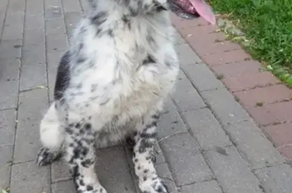 Найден щенок неизвестной породы в Москве