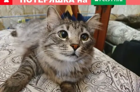 Кошки потеряшки, Санкт-Петербург, фото: Потеряшка кошка Кот Гоша в Санкт-Петербурге.