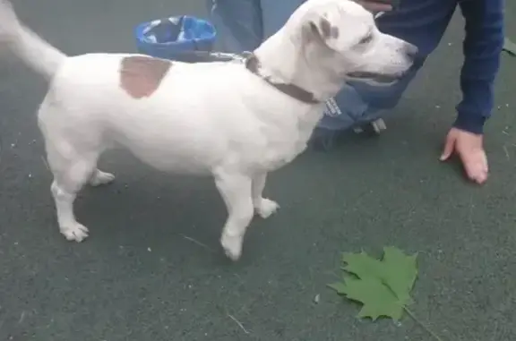 Найдена смешанная собака на Марьинском парке, 7 в Москве