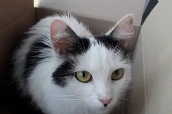 Найдена бело-черная пушистая кошка в Люберцах.