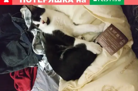 Пропала кошка Ася в Видном