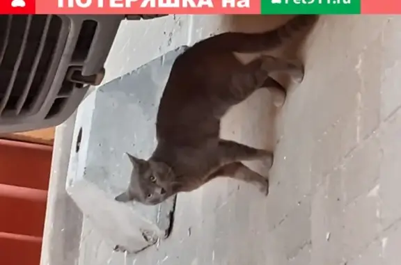 Кошка Серый в Санкт-Петербурге найдена