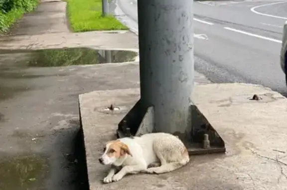 Найдена собака с ошейником в Москве