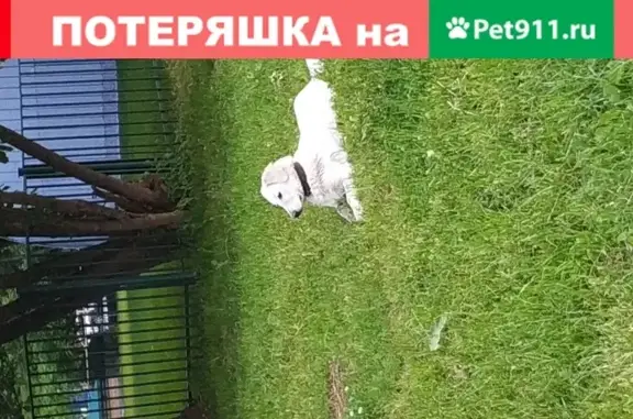 Потерянный пёс в Москве, адрес на картинке