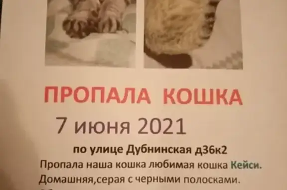 Потерянные животные Москва, фото: Пропала кошка в Москве без ошейника