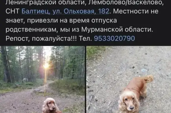 Собаки потеряшки, Санкт-Петербург, фото: Потеряшка собака в Ленинградской области, СНТ Балтиец, ул. Ольховая, 182.