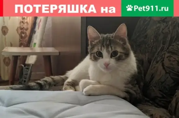 Пропала кошка Клепа с белым пятнышком на спине в Москве