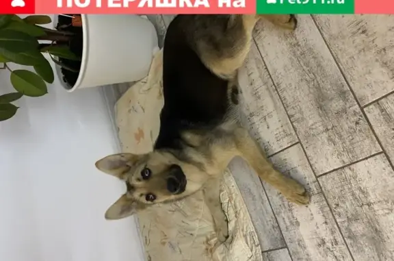 Найдена собака на Суворовском мосту, Калининград