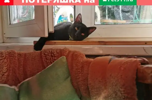 Пропал чёрный кот с адресником на ш. Энтузиастов, Москва