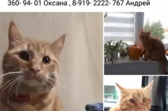 Кошки потеряшки, Новосадовый, фото: Потеряшка кот Вася, рыжий полосатый окрас. Адрес: Новосадовый 16/1. Помогите найти!