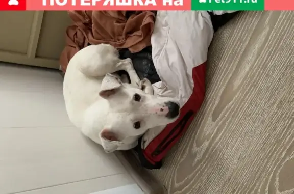 Собака найдена на Даремской, Кострома