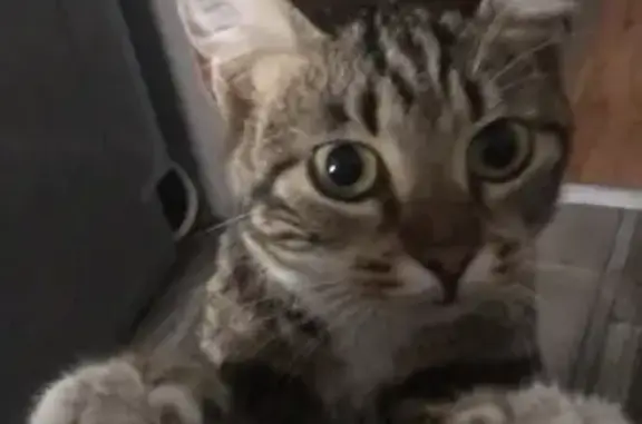 Найдена молодая и ласковая кошка в Мурино