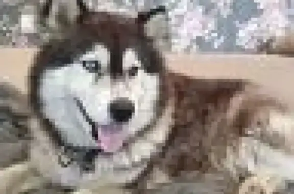 Собака найдена возле тюрьмы в Волжском