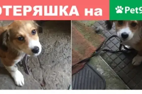 Собака Малыш найдена на ул. Бершанской, Краснодар