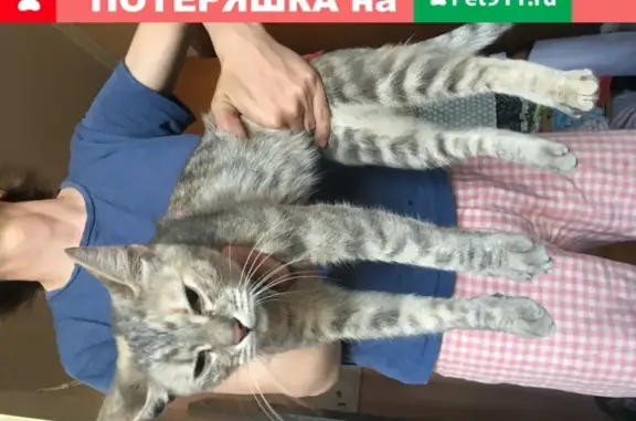 Найдена домашняя кошка на Гражданском проспекте