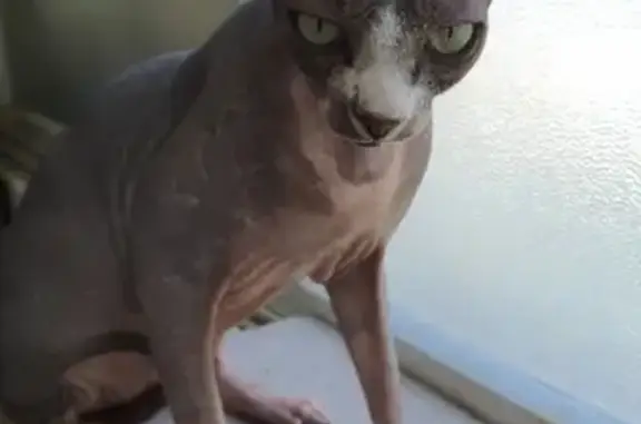 Кошки потеряшки, Санкт-Петербург, фото: Потеряшка кот с родинкой в Санкт-Петербурге