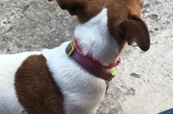 Найдена собака в Истринском районе, с клеймом