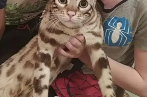 Кошки потеряшки, Казань, фото: Потеряшка кошка в Высокогорском районе, Казань.