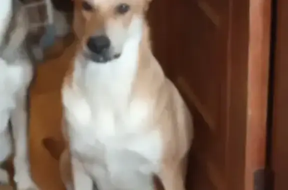 Собаки потеряшки, Тверь, фото: Потеряшка собака в Твери, район дач 