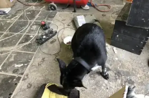 Собака найдена на складе в поселении Воскресенское, Москва.