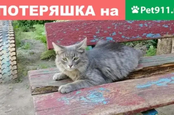 Найден кот без ошейника на Старых Производственников 13 в Нижнем Новгороде