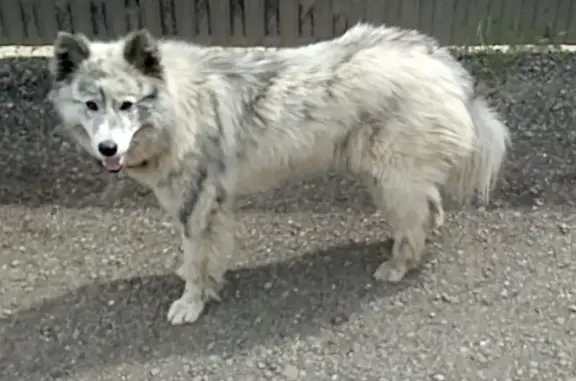Найдена собака в Люберцах, СНТ Долгий Луг, окрас как у волка, конт. номер 89852525065 (Светлана)