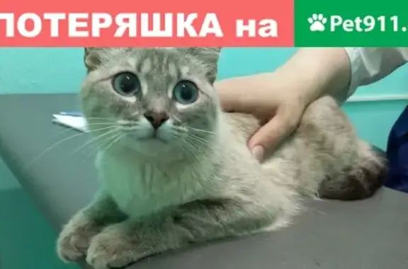 Найдена кошка в МО, Люберецкий район, ул. Заречная 31