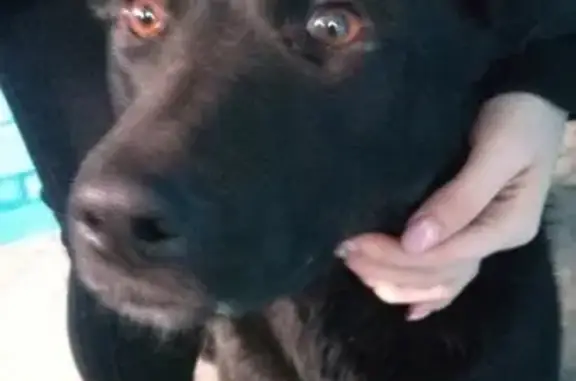 Собаки потеряшки, Нижний Новгород, фото: Потеряшка собака Цыганка, Н.Новгород, 8.06, вознаграждение