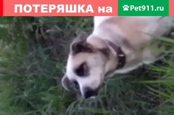 Найдена собака в 5 микрорайоне, Братск
