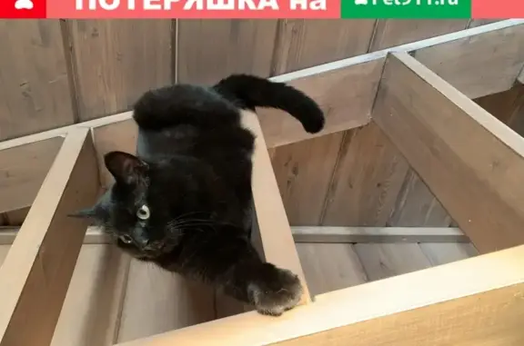 Пропала чёрная кошка без клыка в Москве