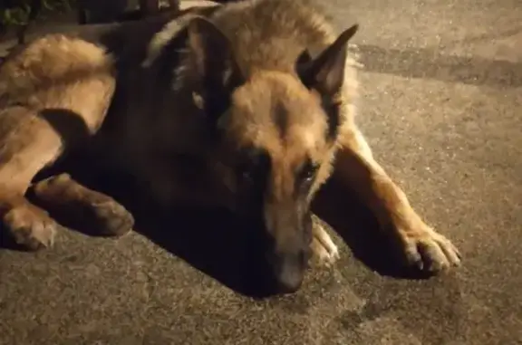 Пропала собака Метис в Новокосино, Москва