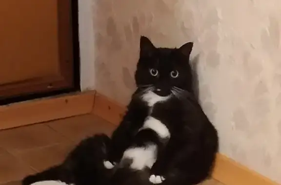 Кошки потеряшки, Санкт-Петербург, фото: Потеряшка кошка на Дальневосточном проспекте, Санкт-Петербург