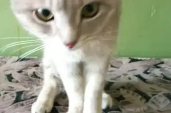Найден котенок на Спасской в Кирове