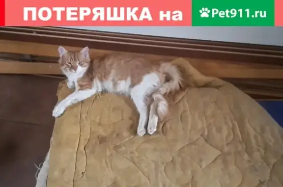 Пропал кот Кузя на Липецкой улице в Москве