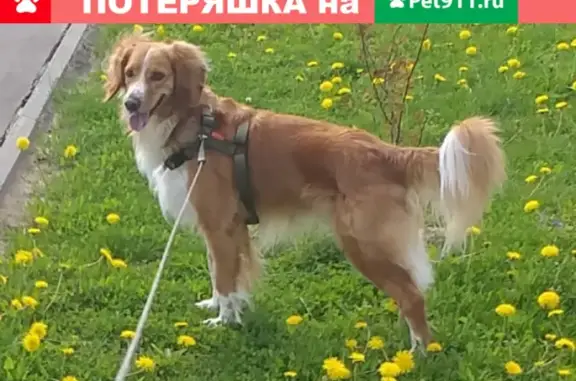 Пропала собака в деревне Федотово, Московская область (39Б)