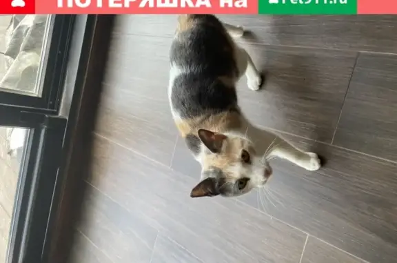 Найдена трехцветная кошка возле метро Озерки