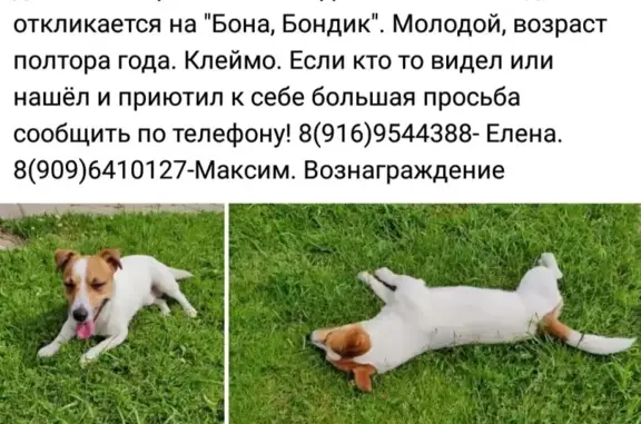 Пропала собака в Поварово, вознаграждение!