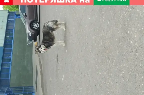 Собака Хаски потерялась в Ярославле