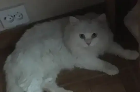 Пропала белая кошка с дачи в Полушкино, Московская область