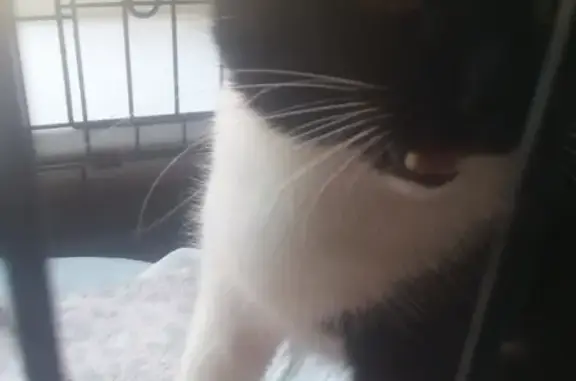 Найден чёрный кот с белой лапкой в Петрозаводске.