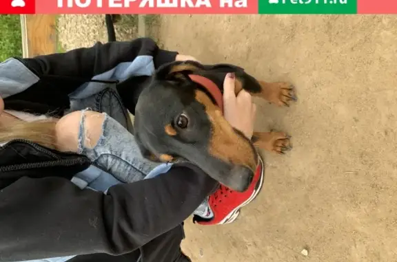 Найден щенок таксы в Видном