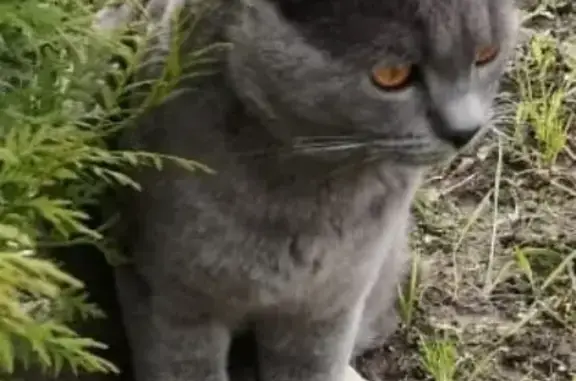 Кошки потеряшки, Санкт-Петербург, фото: Потеряшка кошка в Санкт-Петербурге, британец, серый, 11 мес.