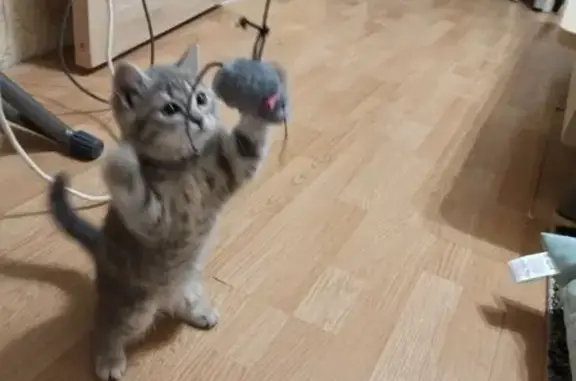 Потерянные животные Екатеринбург, фото: Пропала кошка на Войкова, вознаграждение!