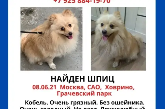 Шпиц-кобель найден в Москве, не лает