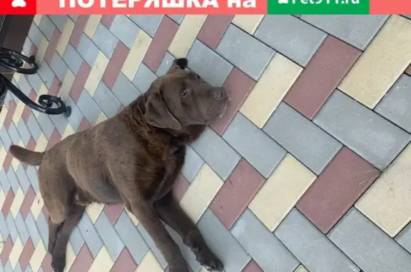 Собака-Лабрадор найдена возле Оштена в Майкопе.