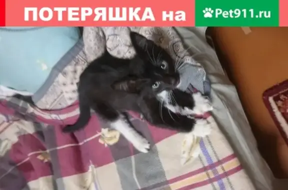 Найден черный котенок с белой грудкой в Ивантеевке, микрорайон Детская