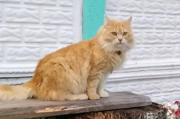 Кошки потеряшки, Казань, фото: Потеряшка кошка Фокси возле Театра Г. Камала в Казани