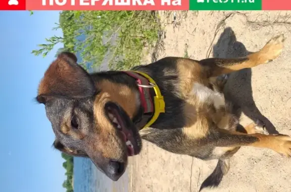 Собаки потеряшки, Калининград, фото: Потеряшка собака в Калининграде 09.06.